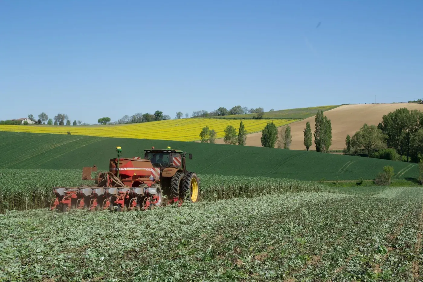 Destruction d'un couvert intermédiaire de féverole dans le Gers